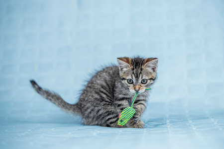 Grated kitten playing with a phosphorescent rope mouse on a blue background.の写真素材