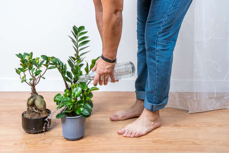 Man watering plants roughly with a glass bottle and wetting everything. Zamioculca, ginseng ficusの写真素材