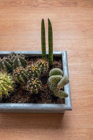 Metal pot with desert cacti of various types on an oak wood floorの写真素材