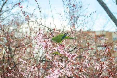 Wild parakeet picking flowers on a tree with spring flowering in a park of a European cityの写真素材