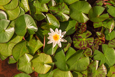 Top view image of water lily flower in the center of aquatic plants