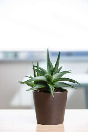 pretty haworthia in brown pot on wooden table and lots of bokeh in the backgroundの写真素材