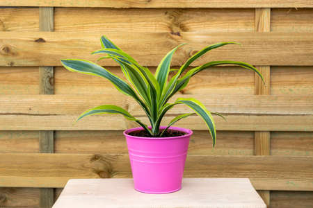 Small plant dracaena lima limon in a pink pot with go wooden background on unvarnished wooden tableの写真素材
