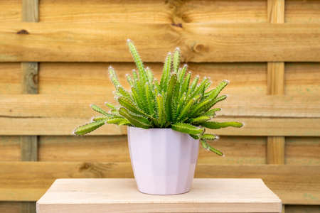 Pretty Hylocereus undatus cactus in light pink pot on unvarnished piece of woodの写真素材