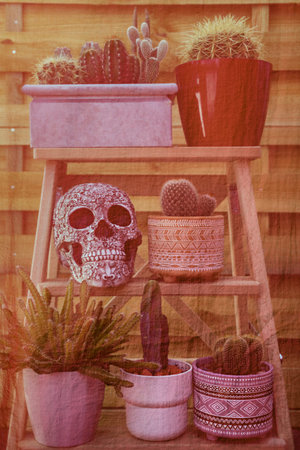 Lots of cacti with large defensive spikes and a warning skullの写真素材