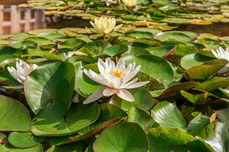 Water lilies with white and yellow flowers in a pond in an urban parkの写真素材