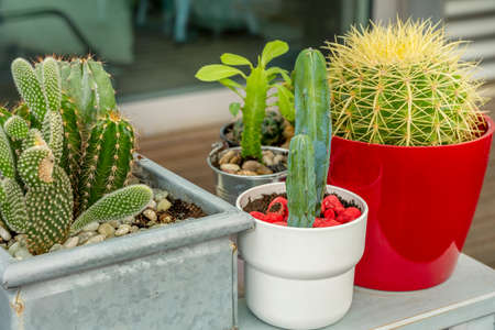 echinocactus grusonii and other cacti on a table in an urban terraceの写真素材