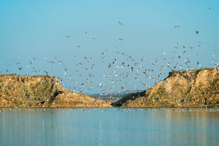Flock of seagulls taking flight over a blue water lakeの写真素材