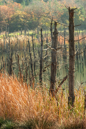 Dead tree trunks in a forest with a large lake with reeds and grasses