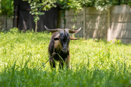 Chained goat grazing in the sun on a green meadowの写真素材