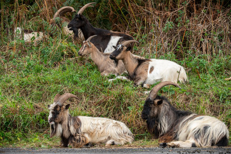 Herd of goats sitting on the side of a roadの写真素材