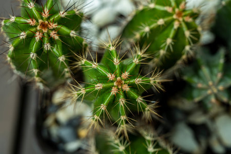 Close up of green cereus cactus with reddish spiky tips