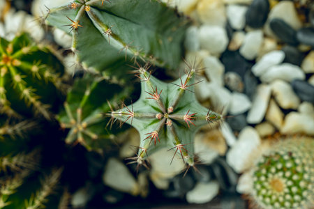 Top view image of green cereus cactus with reddish spike in a pot with stonesの写真素材