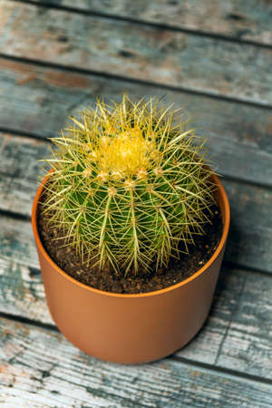 Echinocactus grusonii, seen from above, golden ball, golden barrel or hedgehog cactus, is a species belonging to the Cactaceae family in clay-colored pot and black background.の写真素材