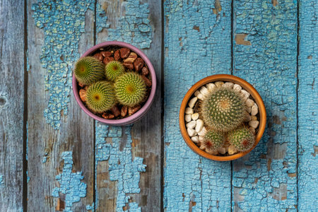 Top view image of two terracotta pots with green mammillarias and yellow and red spikes on blue...