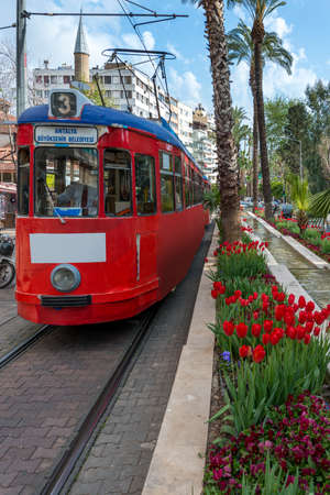 Characteristic red vintage tram going through the old town of Antalya with flower beds of red tulips in bloomのeditorial素材