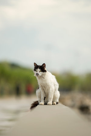 Black and white stray cat sitting on a concrete jettyの写真素材