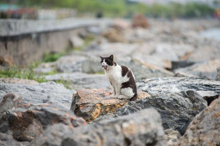 Stray cat yawning on some rocks on the coast of Istanbulの写真素材