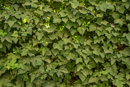 ivy creeper covering a fence. Vector green ivy texture backgroundの写真素材