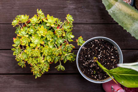 Sedum palmeri pot, aloe and other plants on dark varnished acacia plank floorの写真素材