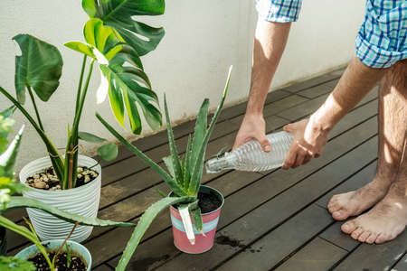 Barefoot man watering an aloe vera with a bottle of water on an urban terrace with dark varnished acacia wood plank flooringの写真素材