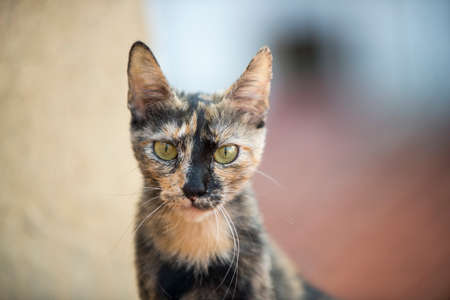 Stray cat posing for the camera with haughty gestureの写真素材