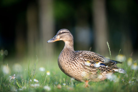 Duck walking among the field grasses and flowersの写真素材
