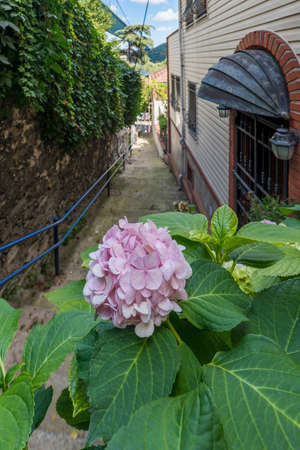 Plants and flowers in a corridor between buildings with a blue railingの写真素材