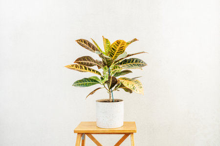 Horizontal image of colorful and beautiful leaves plant of croton petra, decorative indoor plant....