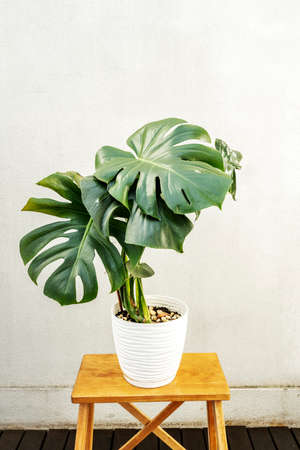 Adam's rib with large green leaves with slits on a wooden chairの写真素材