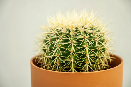 Echinocactus grusonii, commonly called mother-in-law's seat, golden ball, golden barrel, or hedgehog cactus, is a species belonging to the Cactaceae family.の写真素材