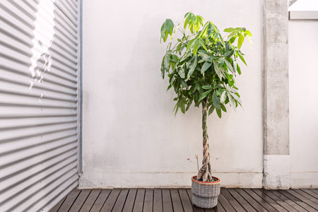 The pachira or guava chestnut is a tropical tree that is grown as an indoor plant for its elegance...