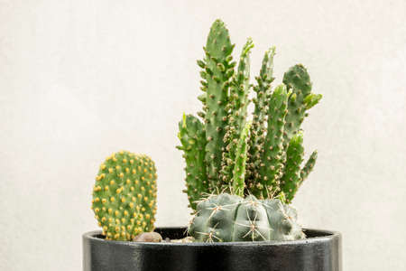 black pot with three different types of cactiの写真素材