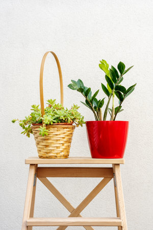 Indoor decorative zamioculca plant with new shoots in a red pot with water drops next to an...