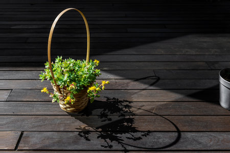 If you want to plant succulents outdoors, you want to make sure to protect them with six to eight hours of soil specifically for cacti and succulentsの写真素材