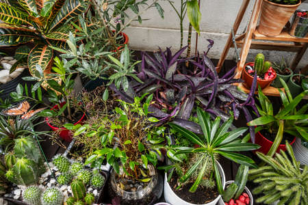 Varied plants on a terrace of an urban penthouse apartmentの写真素材