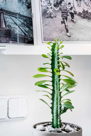 Euphorbia trigona in pot with stones and photos behindの写真素材