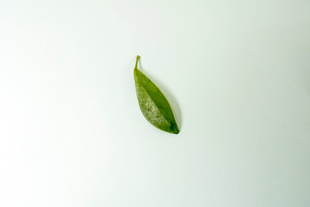 A small green leaf of Schefflera on a blue backgroundの写真素材