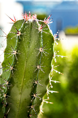 A large green trunk of cereus cactus full of awkward sharp spikes with dewdrops in the early morning lightの写真素材