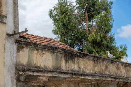 A cat napping on the roof of a ruined house and a seagull watching over itの写真素材