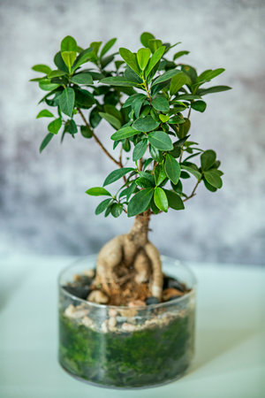 Decorative indoor plant in a glass pot. ficus benjamina bonsaiの写真素材
