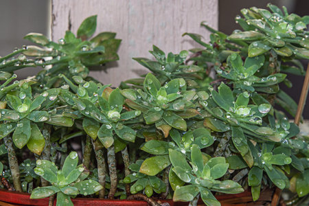 A succulent plant with many branches full of fat drops of water