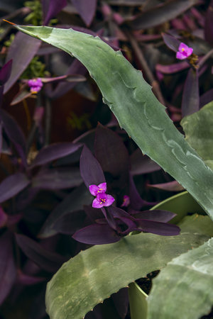 Aloe vera is probably native to Arabia and was naturalized in subtropical and temperate regions of both hemispheres, including the Mediterranean.の写真素材