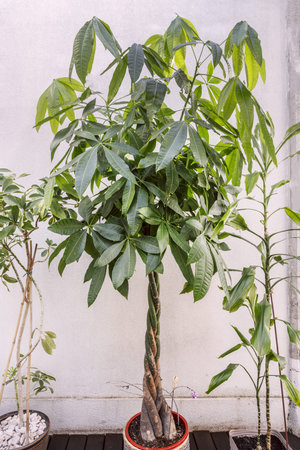 Pretty aquatic pachira flanked with decorative indoor plants on a terrace of a residential penthouseの写真素材