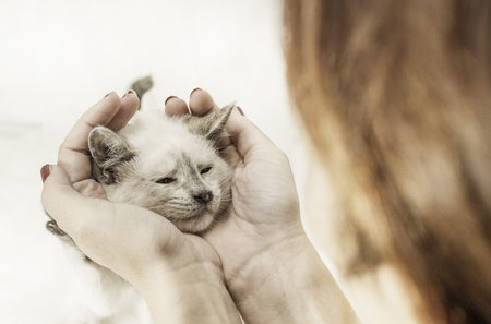 The kitten receiving too many hugs from a human beingの写真素材