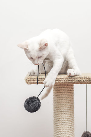 The white cat with paws on his furniture rope toy with a fluffy ballの写真素材