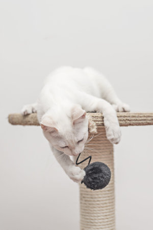 The white cat concentrating on his black plush ball gameの写真素材