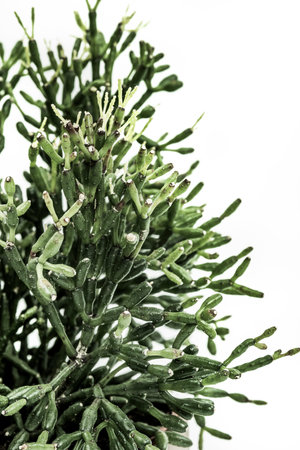 Crowd of thin green branches of a succulent plant on a white backgroundの写真素材
