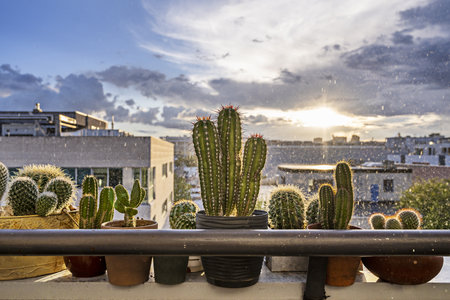 Railing of a terrace with varied cacti in the middle of a storm with sunbeams breaking through the cloudsの写真素材