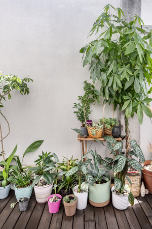 Several decorative plants of various types with many different pots, pachira aquatica, schefflera, palm trees, wooden floors in an atticの写真素材